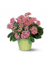 Pink Kalanchoe